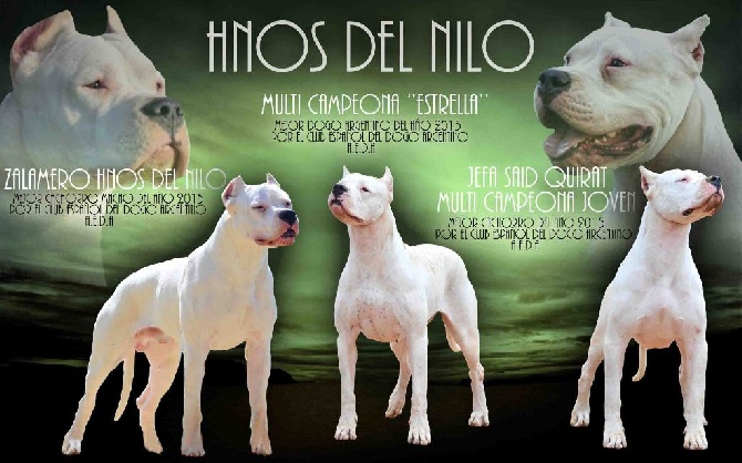 Hnos Del Nilo - MEJOR DOGO ARGENTINO DEL AÑO 2015 POR EL CLUB  ESPAÑOL.