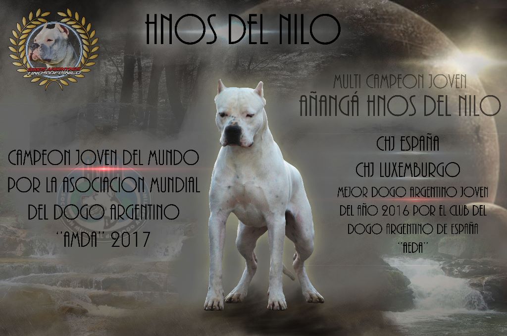 Hnos Del Nilo - JUNIOR CHAMPION OF THE WORLD 2017 A.M.D.A